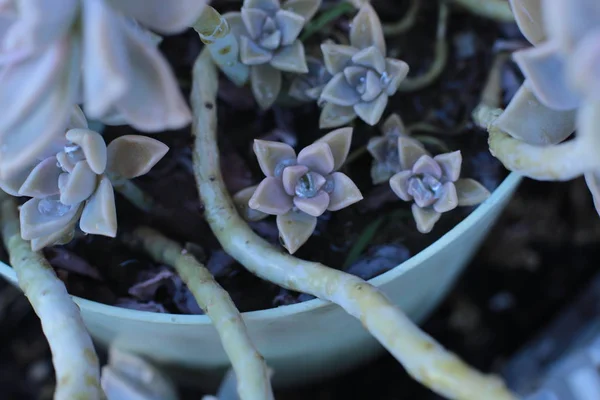 Květy Echeveria Nebo Mladé Květinové Nebo Kamenné Růže Jsou Šťavnaté — Stock fotografie