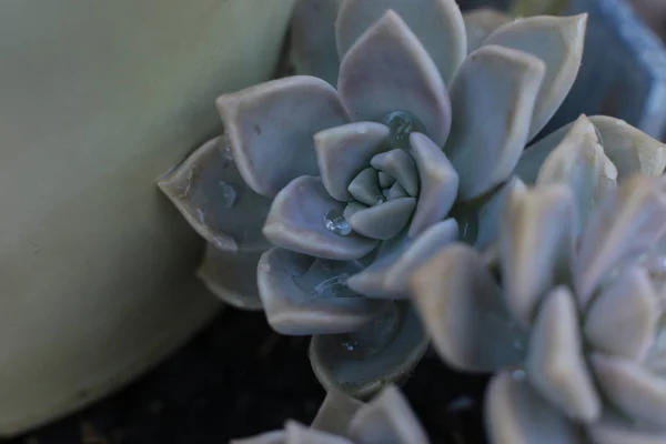 Echeveria Virág Vagy Fiatal Virág Vagy Rózsa Egy Zamatos Örökzöld — Stock Fotó