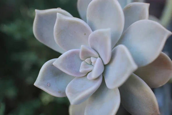 エチェベリアの花や若い花や石のバラは 自宅で熱性植物を成長させることができる多肉 常緑です — ストック写真