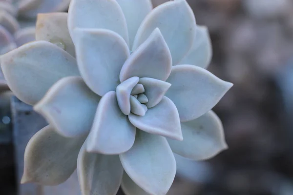 Echeveria Blomma Eller Ung Blomma Eller Sten Rose Suckulent Vintergröna — Stockfoto