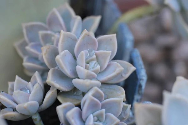 Echeveria Virág Vagy Fiatal Virág Vagy Rózsa Egy Zamatos Örökzöld — Stock Fotó