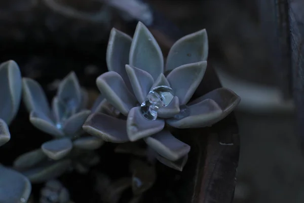 Echeveria Çiçek Veya Genç Çiçek Veya Taş Gül Evde Bir — Stok fotoğraf