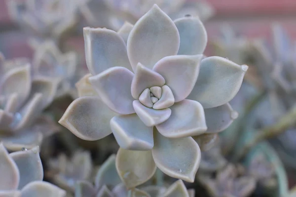 Echeveria Fiore Fiore Giovane Rosa Pietra Succulento Sempreverde Che Può — Foto Stock