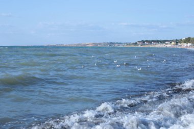 küçük çakıl ve karadeniz yosunyapılmış deniz kıyısı, martılar dalgalar üzerinde dinlenmek