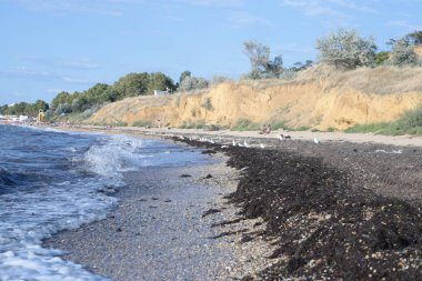 küçük çakıl ve karadeniz yosunyapılmış deniz kıyısı, martılar dalgalar üzerinde dinlenmek