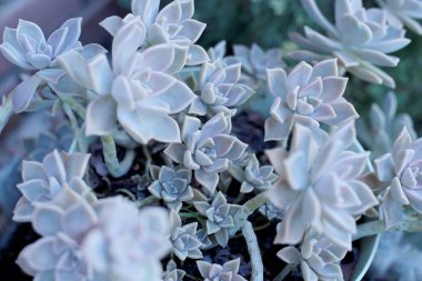 arka plan çiçek Echeveria veya taş gül sulu, evde bir termofilik bitki büyüyebilir yaprak yaprak yaprak üzerinde çiğ damla ile alışılmadık bir bitkinin makro fotoğraf