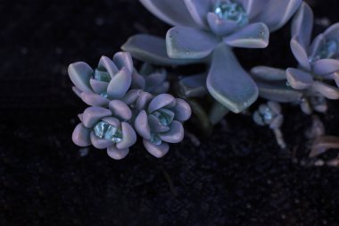 arka plan çiçek Echeveria veya taş gül sulu, evde bir termofilik bitki büyüyebilir yaprak yaprak yaprak üzerinde çiğ damla ile alışılmadık bir bitkinin makro fotoğraf