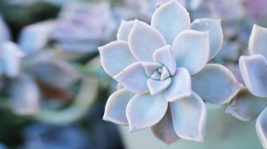 arka plan çiçek Echeveria veya taş gül sulu, evde bir termofilik bitki büyüyebilir yaprak yaprak yaprak üzerinde çiğ damla ile alışılmadık bir bitkinin makro fotoğraf