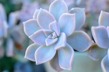 arka plan çiçek Echeveria veya taş gül sulu, evde bir termofilik bitki büyüyebilir yaprak yaprak yaprak üzerinde çiğ damla ile alışılmadık bir bitkinin makro fotoğraf
