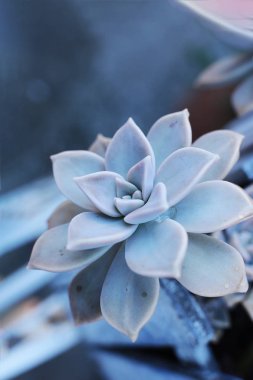 arka plan çiçek Echeveria veya taş gül sulu, evde bir termofilik bitki büyüyebilir yaprak yaprak yaprak üzerinde çiğ damla ile alışılmadık bir bitkinin makro fotoğraf
