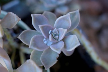 arka plan çiçek Echeveria veya taş gül sulu, evde bir termofilik bitki büyüyebilir yaprak yaprak yaprak üzerinde çiğ damla ile alışılmadık bir bitkinin makro fotoğraf