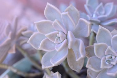 arka plan çiçek Echeveria veya taş gül sulu, evde bir termofilik bitki büyüyebilir yaprak yaprak yaprak üzerinde çiğ damla ile alışılmadık bir bitkinin makro fotoğraf