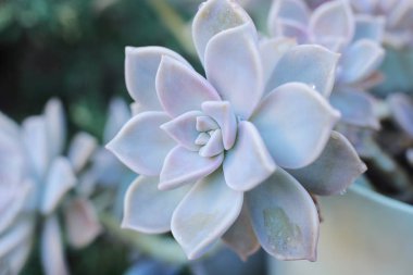 arka plan çiçek Echeveria veya taş gül sulu, evde bir termofilik bitki büyüyebilir yaprak yaprak yaprak üzerinde çiğ damla ile alışılmadık bir bitkinin makro fotoğraf