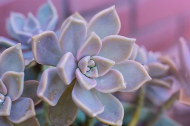 arka plan çiçek Echeveria veya taş gül sulu, evde bir termofilik bitki büyüyebilir yaprak yaprak yaprak üzerinde çiğ damla ile alışılmadık bir bitkinin makro fotoğraf