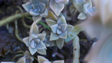 arka plan çiçek Echeveria veya taş gül sulu, evde bir termofilik bitki büyüyebilir yaprak yaprak yaprak üzerinde çiğ damla ile alışılmadık bir bitkinin makro fotoğraf