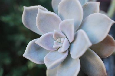 arka plan çiçek Echeveria veya taş gül sulu, evde bir termofilik bitki büyüyebilir yaprak yaprak yaprak üzerinde çiğ damla ile alışılmadık bir bitkinin makro fotoğraf