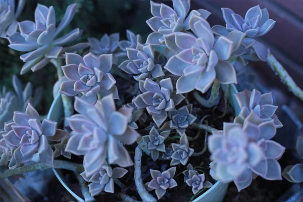 Echeveria 집에서 식물을 성장할 수있는 상록에 방울과 특이한 식물의 매크로 — 스톡 사진