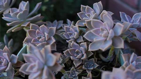 Echeveria 집에서 식물을 성장할 수있는 상록에 방울과 특이한 식물의 매크로 — 스톡 사진