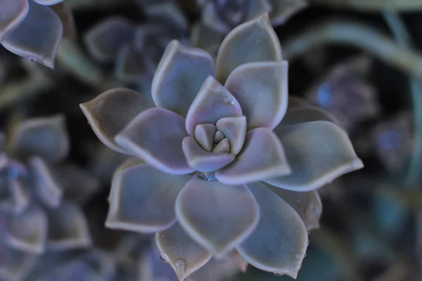 背景花 Echeveria 或石头玫瑰多汁 宏观照片的不寻常的植物与露珠滴在叶子常绿 可以生长在家里的热亲植物 — 图库照片