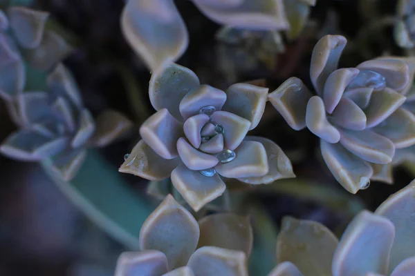 Фоновый Цветок Эчеверия Сочная Каменная Роза Макрофотография Необычного Растения Капельками — стоковое фото