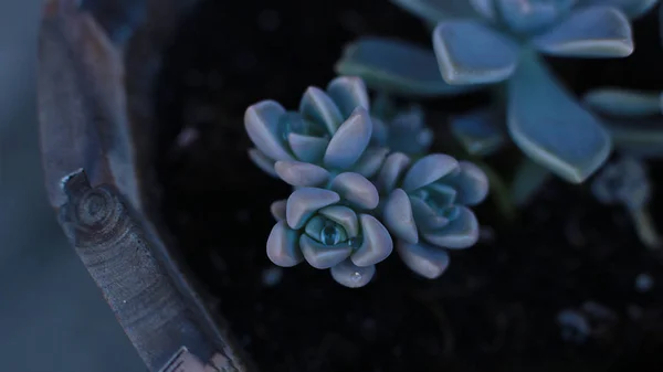 Sfondo Fiore Echeveria Pietra Rosa Succulenta Macro Foto Una Pianta — Foto Stock