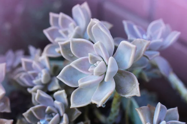 Фоновый Цветок Эчеверия Сочная Каменная Роза Макрофотография Необычного Растения Капельками — стоковое фото
