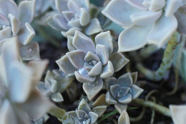 背景花 Echeveria 或石头玫瑰多汁 宏观照片的不寻常的植物与露珠滴在叶子常绿 可以生长在家里的热亲植物 — 图库照片