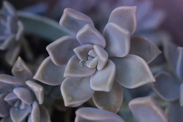 Flor Fundo Echeveria Pedra Rosa Suculenta Foto Macro Uma Planta — Fotografia de Stock