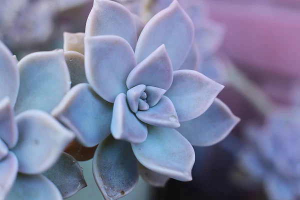 Echeveria 집에서 식물을 성장할 수있는 상록에 방울과 특이한 식물의 매크로 — 스톡 사진