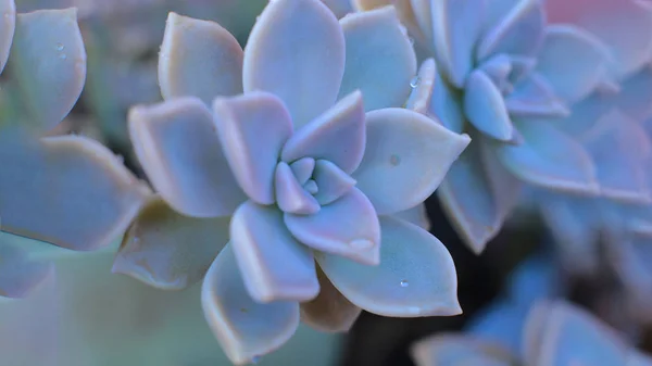 背景花 Echeveria 或石头玫瑰多汁 宏观照片的不寻常的植物与露珠滴在叶子常绿 可以生长在家里的热亲植物 — 图库照片
