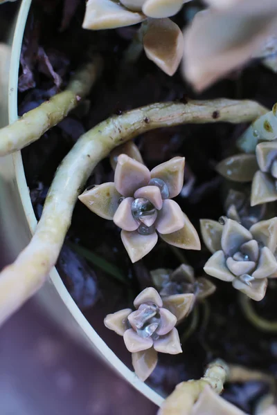 Flor Fundo Echeveria Pedra Rosa Suculenta Foto Macro Uma Planta — Fotografia de Stock