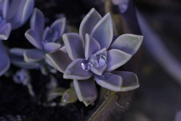 Sfondo Fiore Echeveria Pietra Rosa Succulenta Macro Foto Una Pianta — Foto Stock