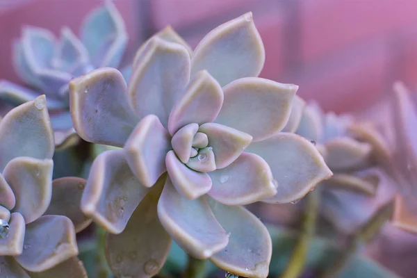 Echeveria 집에서 식물을 성장할 수있는 상록에 방울과 특이한 식물의 매크로 — 스톡 사진