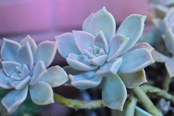 Echeveria 집에서 식물을 성장할 수있는 상록에 방울과 특이한 식물의 매크로 — 스톡 사진