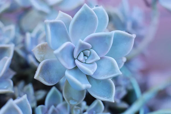 Hintergrund Blume Echeveria Oder Steinrose Sukkulente Makrofoto Einer Ungewöhnlichen Pflanze — Stockfoto