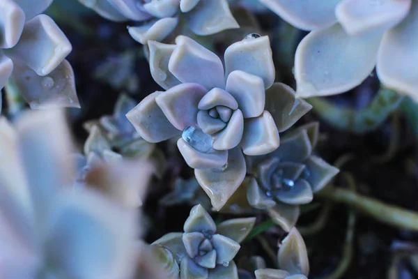 Sfondo Fiore Echeveria Pietra Rosa Succulenta Macro Foto Una Pianta — Foto Stock