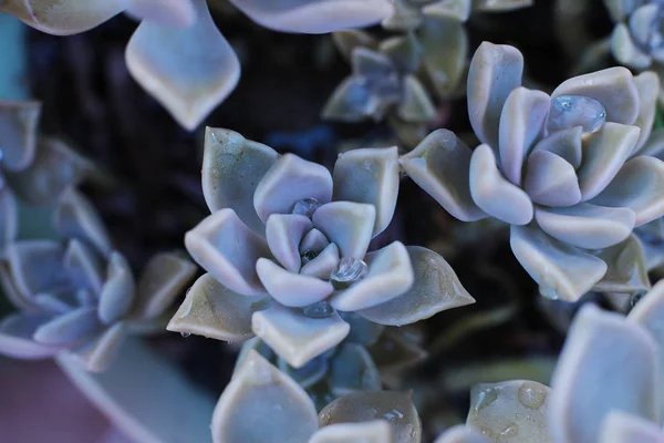 Echeveria 집에서 식물을 성장할 수있는 상록에 방울과 특이한 식물의 매크로 — 스톡 사진