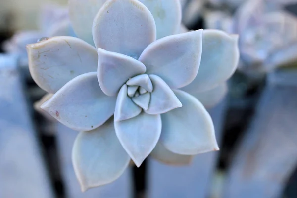 背景花 Echeveria 或石头玫瑰多汁 宏观照片的不寻常的植物与露珠滴在叶子常绿 可以生长在家里的热亲植物 — 图库照片