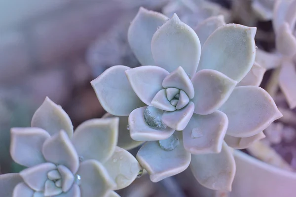 Flor Fundo Echeveria Pedra Rosa Suculenta Foto Macro Uma Planta — Fotografia de Stock