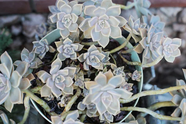 Echeveria 집에서 식물을 성장할 수있는 상록에 방울과 특이한 식물의 매크로 — 스톡 사진