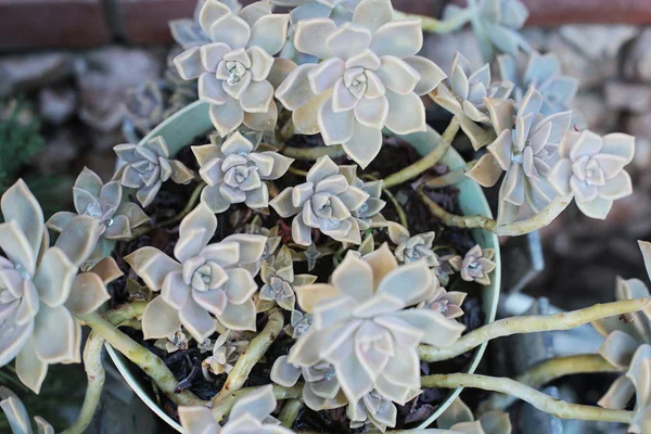 Flor Fundo Echeveria Pedra Rosa Suculenta Foto Macro Uma Planta — Fotografia de Stock