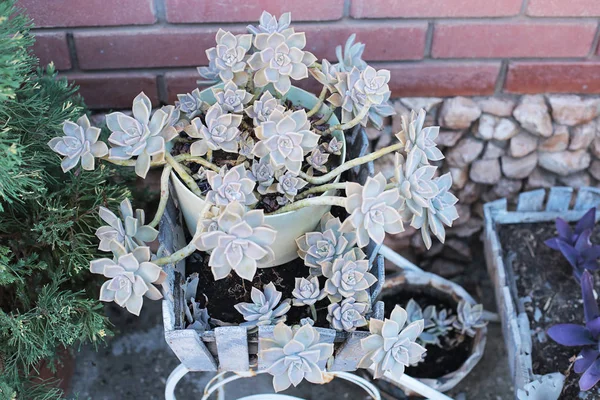 Echeveria 집에서 식물을 성장할 수있는 상록에 방울과 특이한 식물의 매크로 — 스톡 사진