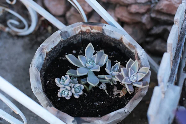 Flor Fundo Echeveria Pedra Rosa Suculenta Foto Macro Uma Planta — Fotografia de Stock