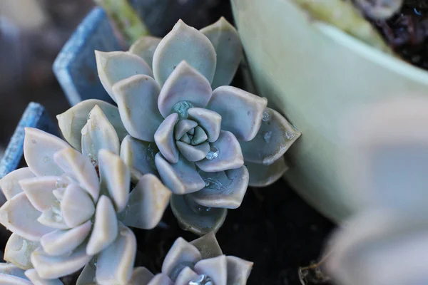 Background Flower Echeveria Stone Rose Succulent Macro Photo Unusual Plant — Stock Photo, Image