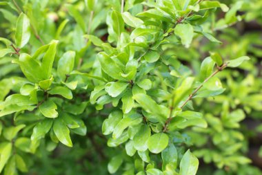 Yaprak döken yeşil bitki, yaprakları üzerinde çiy damlaları ve su ile çalı