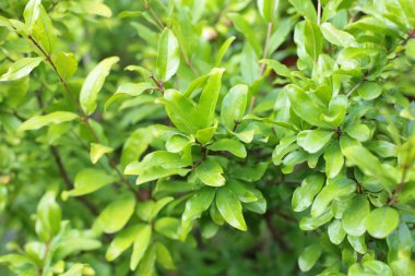 Yaprak döken yeşil bitki, yaprakları üzerinde çiy damlaları ve su ile çalı