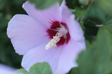 Çiçekler büyük ve küçük, parlak renkli ve yeşil