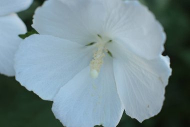 Çiçekler büyük ve küçük, parlak renkli ve yeşil