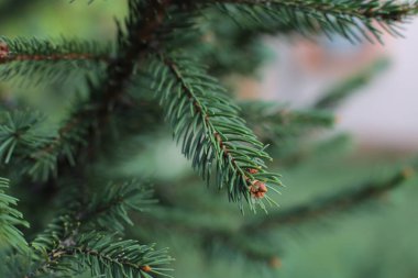 Dikenli ladin ağacı dalları küçük yeşil dikenler