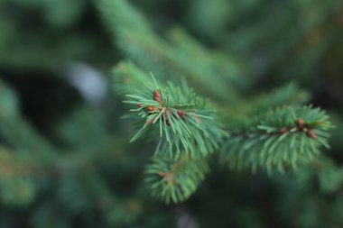 Dikenli ladin ağacı dalları küçük yeşil dikenler